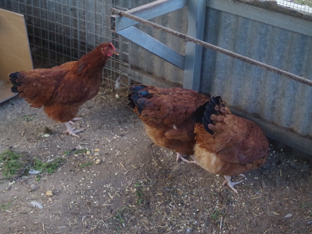 Say hello to the newest members of the chook collective!