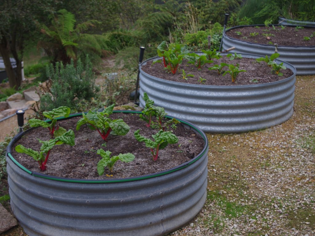 Silverbeet plants are growing strongly in the cool autumn conditions