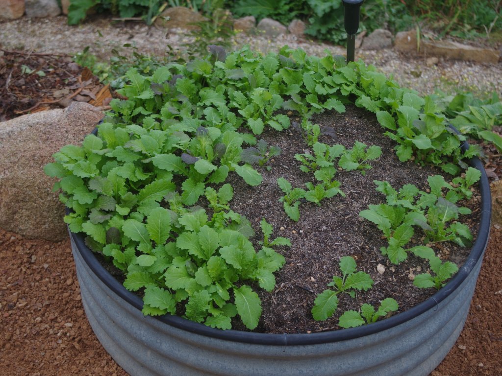 Plenty of fresh red and green mustard leaves for winter
