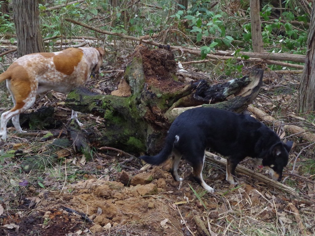 Here's some more of the loggers mess ready to be cut into moveable pieces
