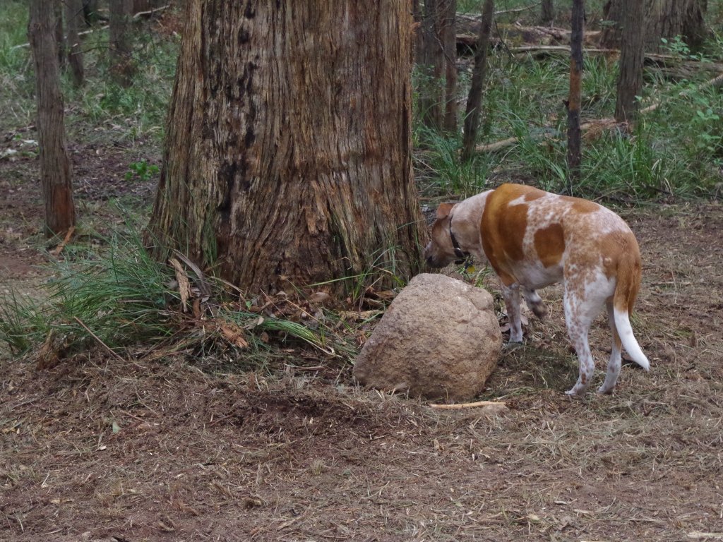 Some of the rocks discovered are rather large