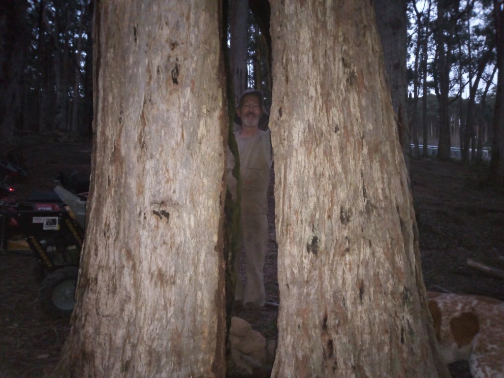 Peek-a-boo! This is one very large tree