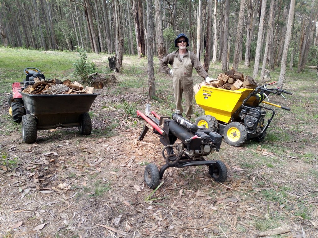 One of the two windfall trees harvested for firewood